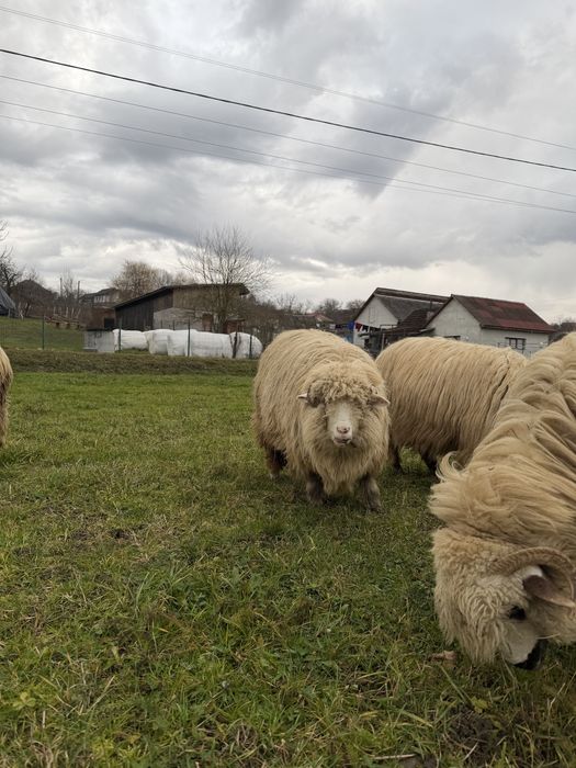 vand miele de anul acesta