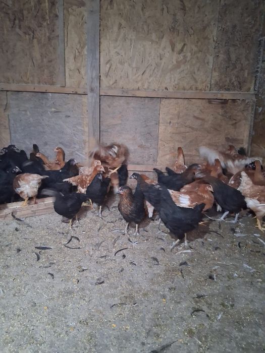 Puicuțe ouătoare de vânzare