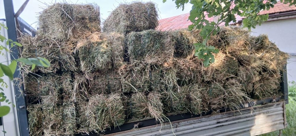 Vând lucernă balot dreptunghiular de 85