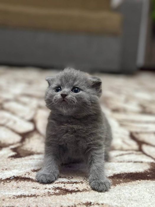 Продаются котята скоттиш страйт и фолд
