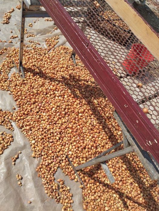 Vând arpagic românesc și stufat de arpagic