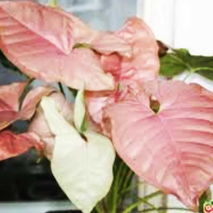 Комнатные цветы от 500 тн