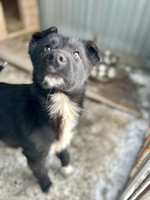 Отдам щенка, девочку