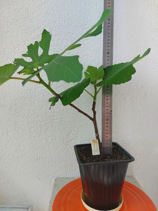 Инжир Сортовые саженцы