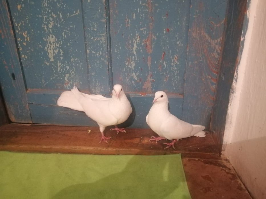 Көгершіндер сатылады