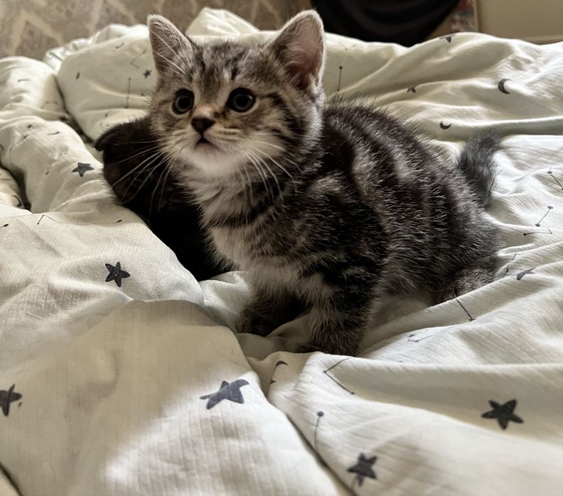 Мальчик шатландец