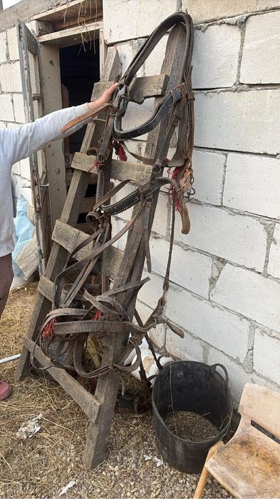 de vanzare caruta si ham pret negociabil