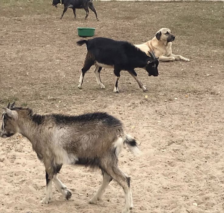 Кангалы щенки доставка есть