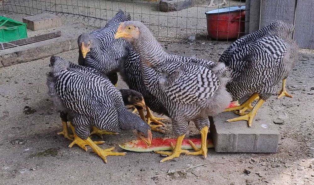 cocosi Plymouth Rock Barat de 3 luni