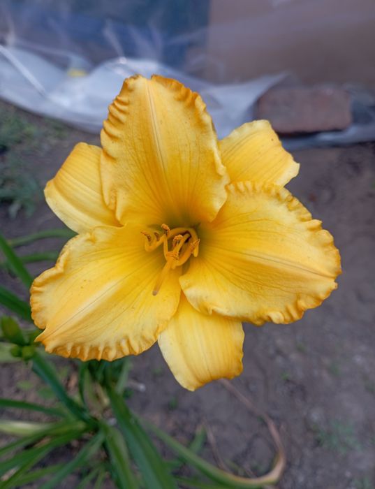 Многолетние цветы для сада