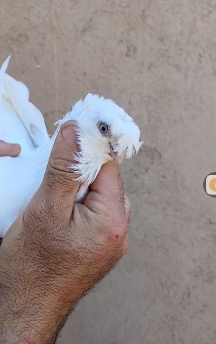 Продам голубей...