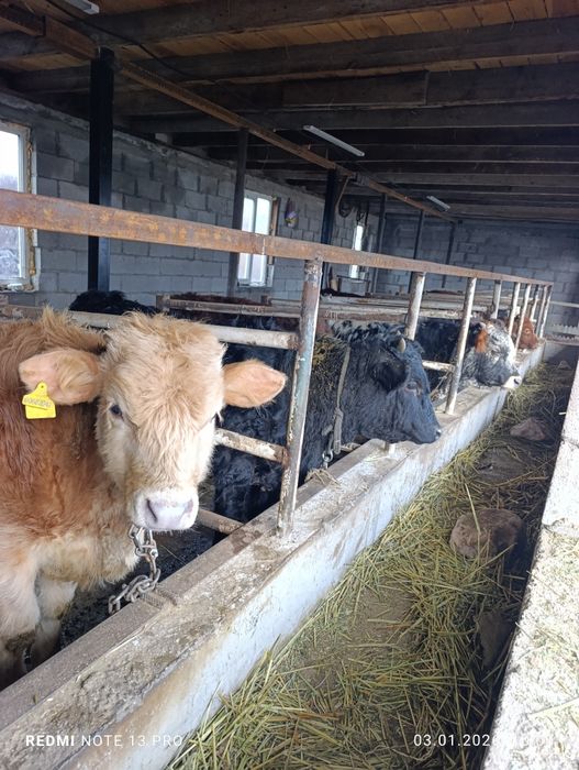 Продам бычки подсосы