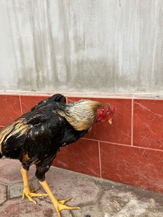 Дакан Зоти Карис!