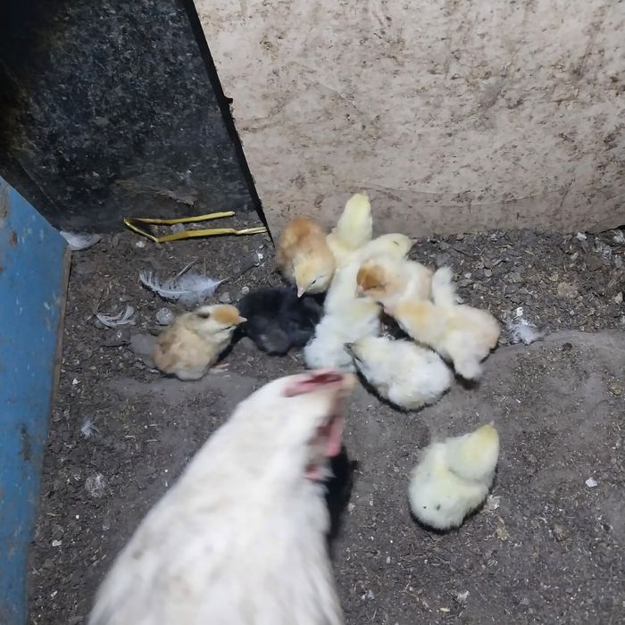 Продам Квочки с цеплятами.