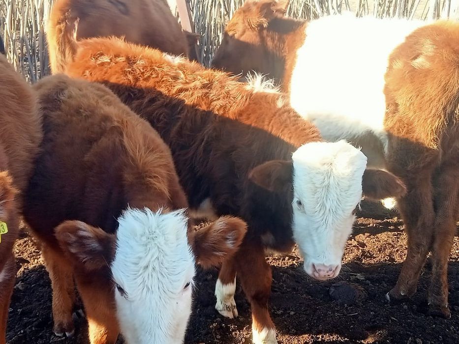 Коровы с телятами