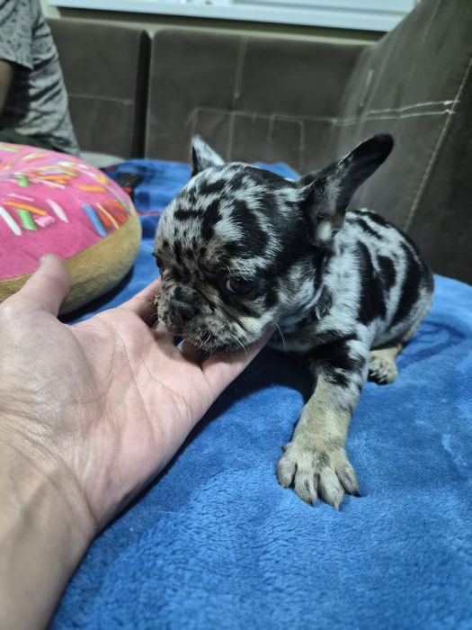 Френски коледен подарък