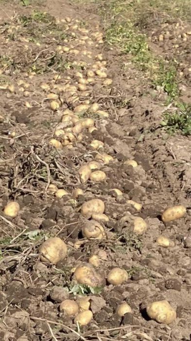 Картофи Сорая и Агрия