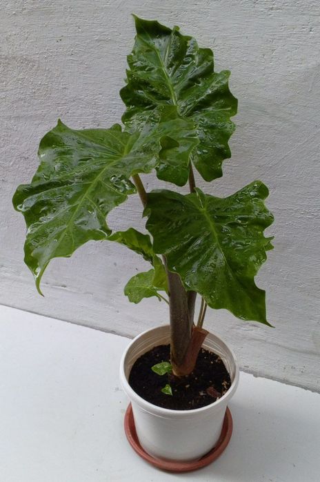 Алоказия Лоу Райдер (Low Rider). Экзотические цветы для дома и офиса