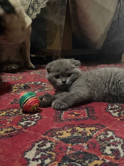 Шотландская вислоухая скотиш фолд