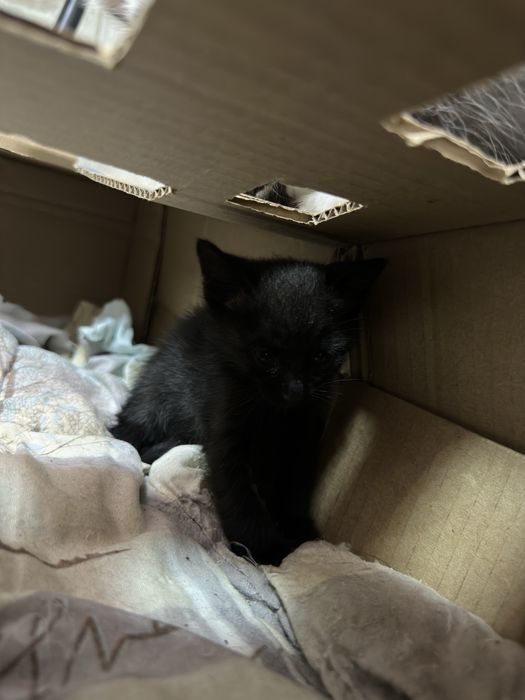 Котята, 4 девочки