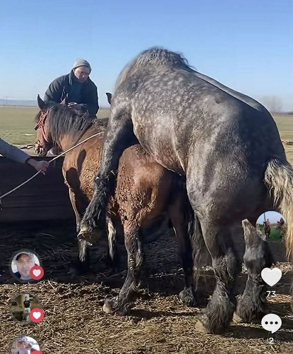 Vand iapa 4 ani cu manz !