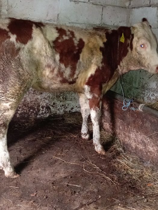 Vând vițea de 7 luni