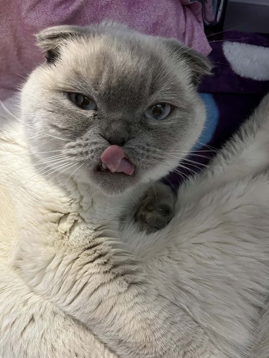 Шотландски клепоух