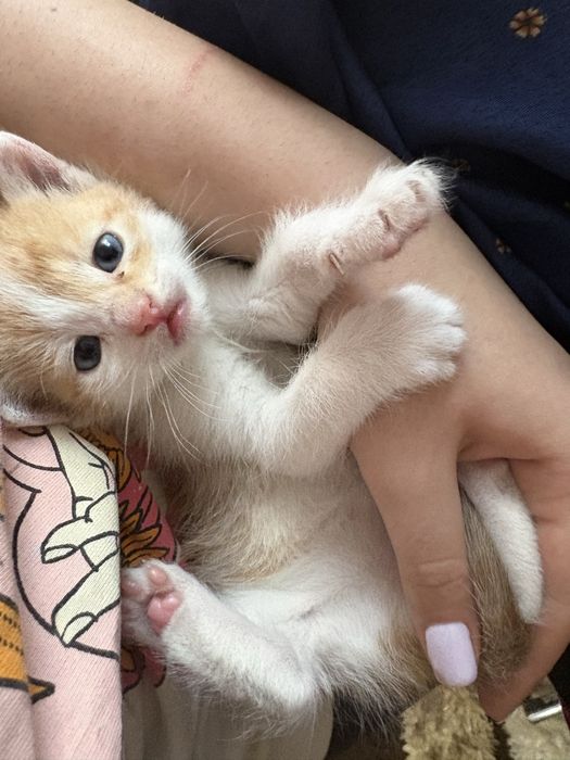 pui de pisica,4 saptamani