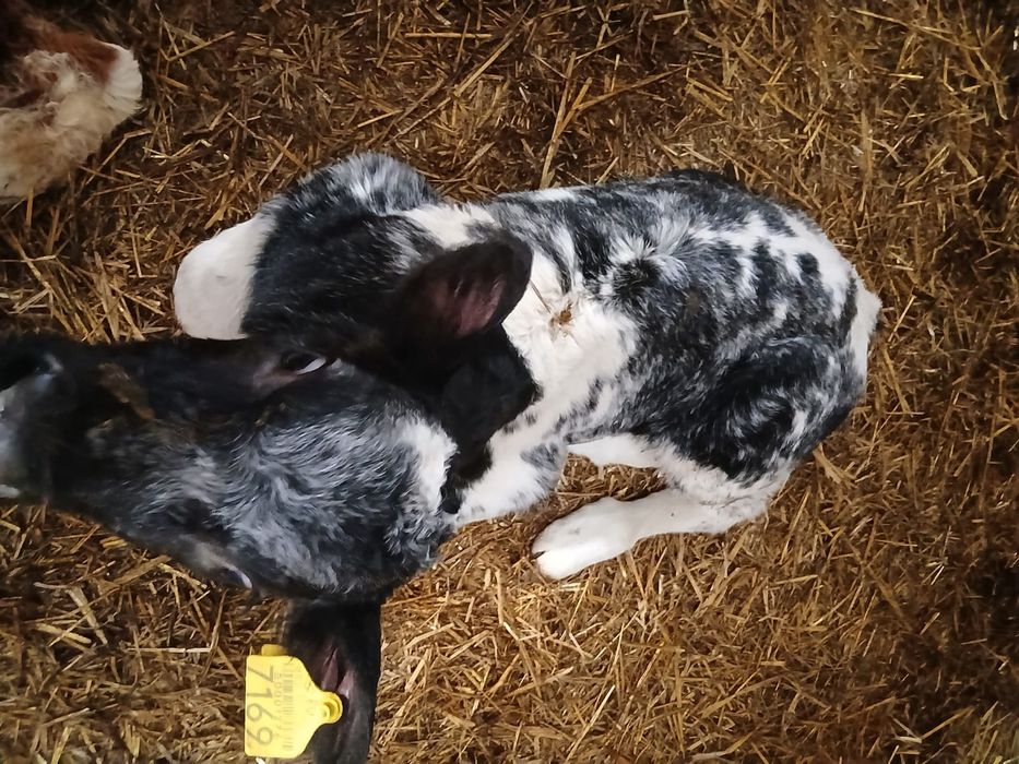 Vând viței și vitele