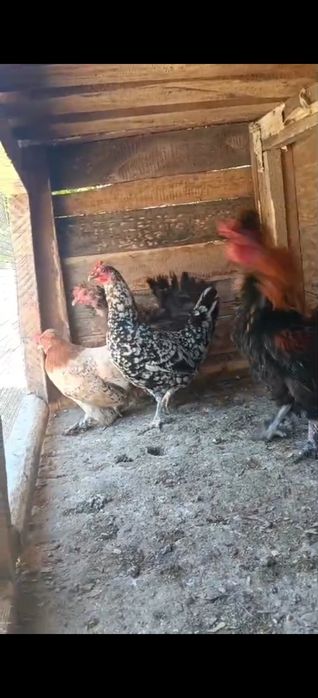 Продается карлик