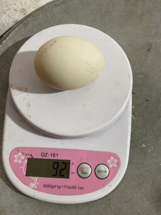 Яйца инкубационные гусиные ,утиные