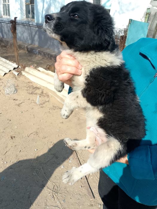 Щенок мальчик бесплатно