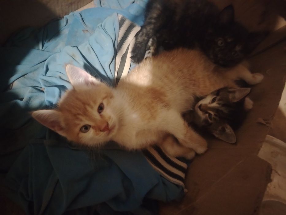 Отдам котят в добрые руки