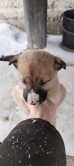 Отдам щенят в добрые руки