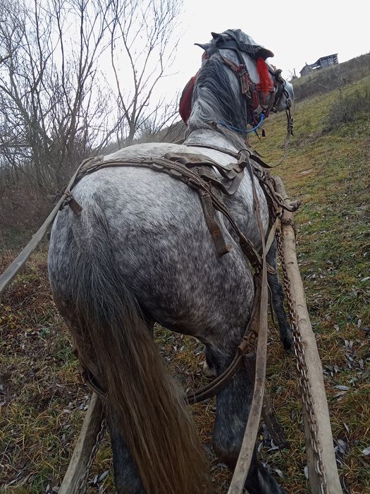 Vând iapa de 6 ani garatata de pădure lemn pe jos fac schib