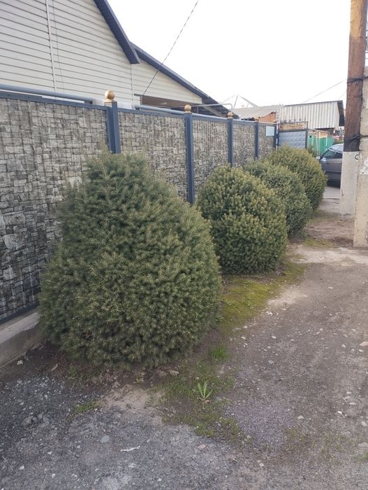 Ёлка,Ель, Туя, изгородь