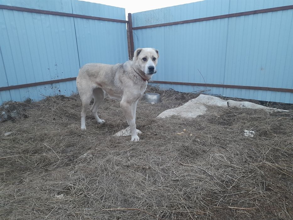 Продам алабай отличная