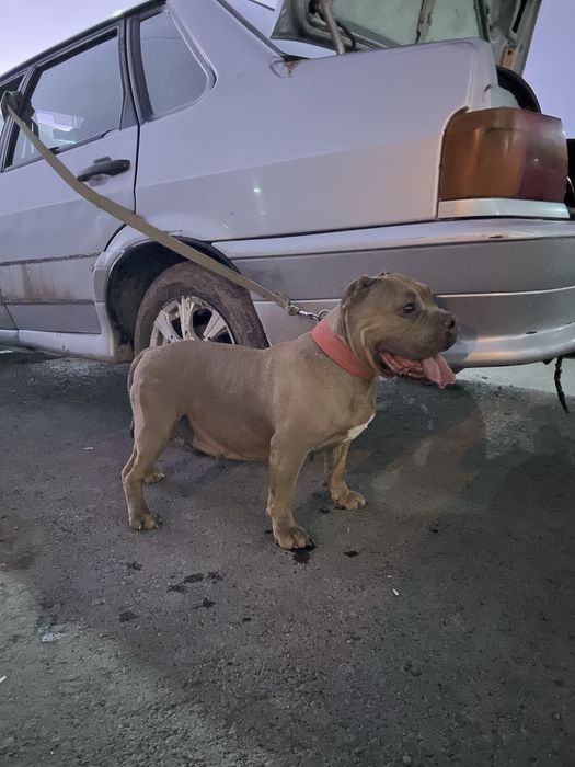 Девочка американский булли