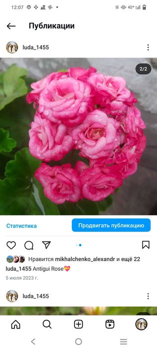 Пеларгония сорта Античная Роза