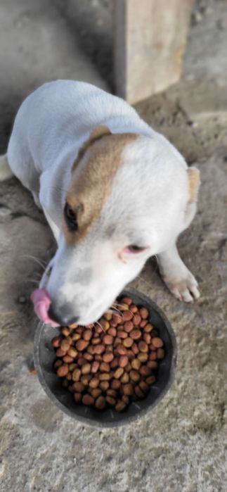 Собака мальчик белый