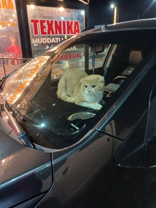 Скоттиш фолд продам