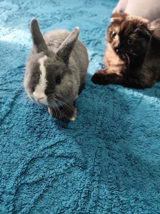 Декаративный кролик ручной