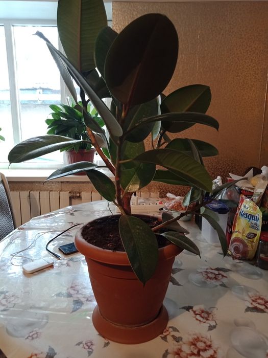 Фикус комнатные цветы