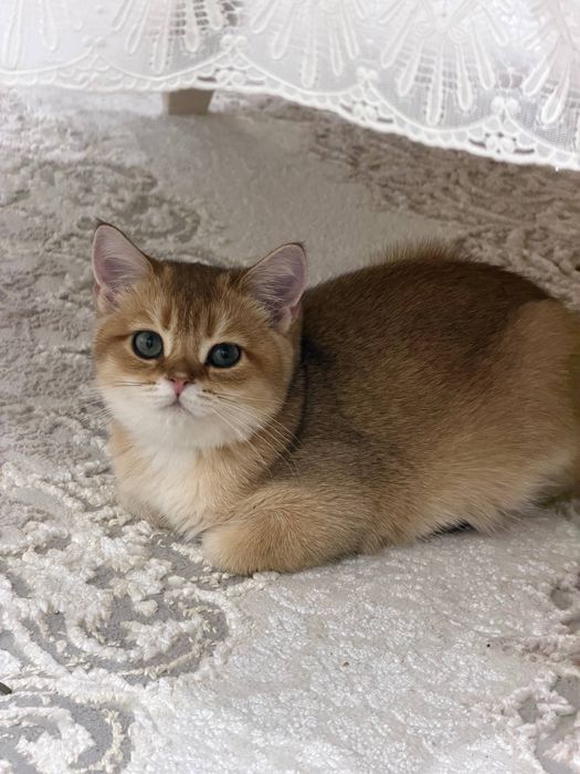 Продается котенок  родословная золотая шиншилла