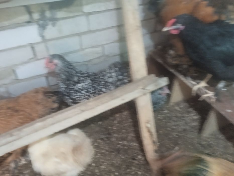 Виондот,Брама,Кохинкин сатам