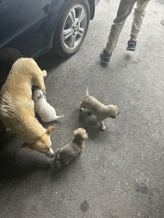 Отдам щенят в хорошие руки!!!