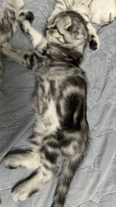 Шотландский котенок