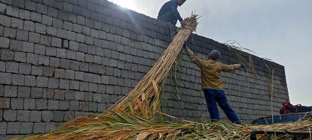 Ломбоз учун  камиш лобозга ишлатгани 1.5 кв 5 см 10 см калинликда йопа