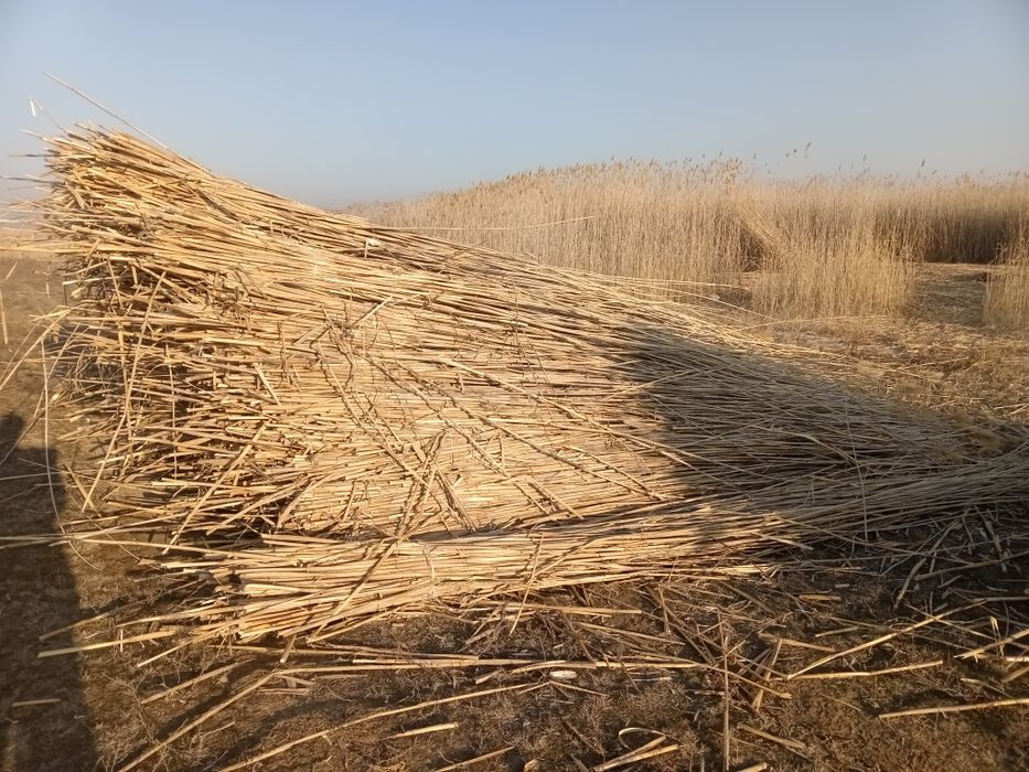 Қамыс. Құрылыс материалы