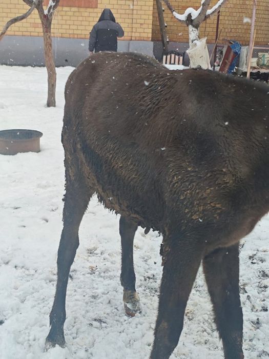 Сельхоз животные